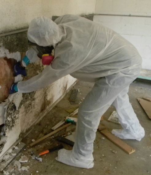 Mold Remediation and Mold removal St. Petersburg